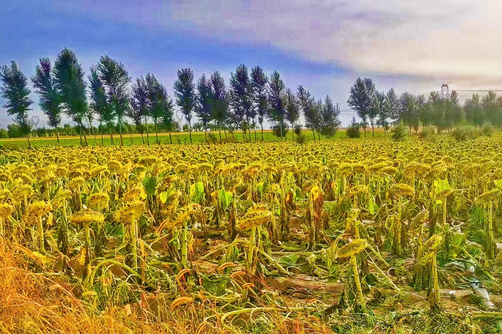 1759978698323031948.jpg e43299896c5c602e854950b5e9b524d5.jpg